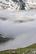 Two sheep on a mountain meadow in front of a mountain landscape, high fog in the valley, Berliner