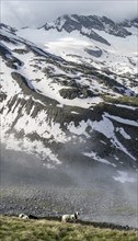 Sheep on a mountain meadow in front of a mountain landscape, high fog in the valley, behind