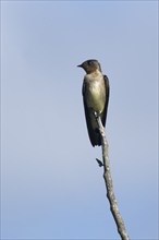 Southern Rough winged Swallow, Stelgidopteryx ruficollis ruficollis, Amazon Basin, Brazil, South