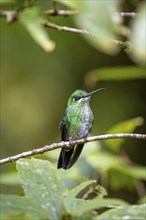 Green-fronted Brilliant Hummingbird (Heliodoxa jacula) sitting on a branch, Monteverde Cloud