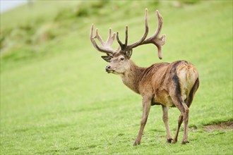 Red deer (Cervus elaphus) stag standing on a meadow in the mountains in tirol, Kitzbühel, Wildpark