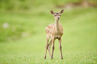 Red deer (Cervus elaphus) fawn standing on a meadow in the mountains in tirol, Kitzbühel, Wildpark