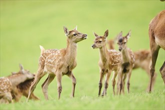 Red deer (Cervus elaphus) fawn walking on a meadow in the mountains in tirol, Kitzbühel, Wildpark