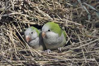 Monk parakeet (Myiopsitta monachus) with young bird in nest, captive, occurrence in South America