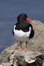 Oystercatcher (Haematopus ostralegus), North Sea coast, Schleswig-Holstein, Germany, Europe