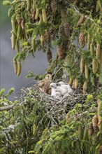 Common kestrel (Falco tinnunculus), female adult bird with young birds not yet ready to fly in the