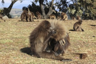 In the highlands of Abyssinia, in the Semien Mountains, landscape in the Semien Mountains National