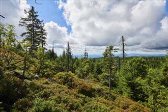 Vegetation with Norway spruce (Picea abies) and colored European blueberry (Vaccinium myrtillus) on