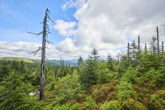 Vegetation with Norway spruce (Picea abies) and colored European blueberry (Vaccinium myrtillus) on