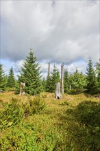 Vegetation with Norway spruce (Picea abies) and colored European blueberry (Vaccinium myrtillus) on