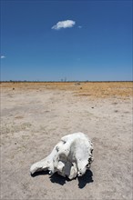 Elephant skull (Loxodonta africana), skull, skeleton, death, poacher, landscape, steppe, aridity,