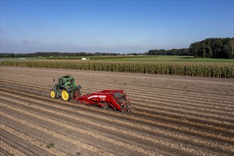 Potato harvest, so-called split harvesting method, first the tubers are taken out of the ground