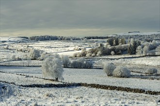 Aubrac plateau in winter. Lozere departement. Occitanie. France