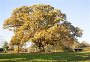 Orange brown sweet chestnut tree, Castanea saliva, autumn leaves Woodborough, Wiltshire, England,