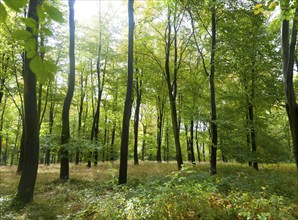 Beech trees in early autumn, Savernake forest, near Marlborough, Wiltshire, England, UK