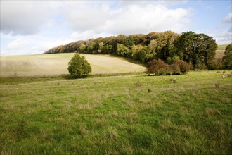 Chalk landscape Fyfield Hill, Marlborough Downs, Wiltshire, England, UK