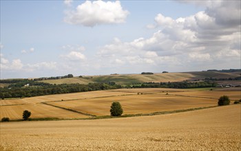 Summer landscape of golden rolling arable fields view west from near Liddington castle, Wiltshire,