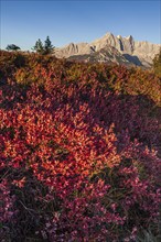 Autumn colouring of blueberry (Vaccinium) in front of mountains, Dachstein Mountains, Austria,