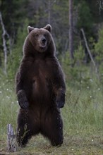 European brown bear, Karelia, Finland, Europe