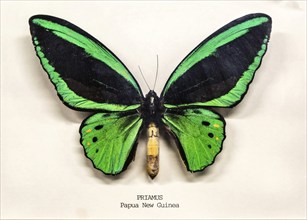 Mounted pinned Priamus butterfly from Papua New Guinea in display case