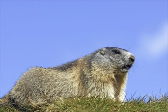 Alpine marmot, Hohe Tauern, Austria, (Marmota marmota), Hohe Tauern, Austria, Europe