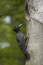 Black woodpecker, female, sitting in front of cave entrance, (Dryocopus martius), breeding cave,