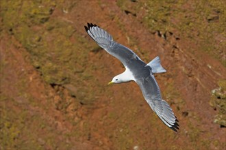 Kittiwake, flight photo, Heligoland Island, (Rissa tridactyla), Heligoland, Heligoland Island,