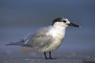 Sandwich tern (Sterna sandvicensis), Bowman's Beach, Sanibel Island, Florida, USA, North America