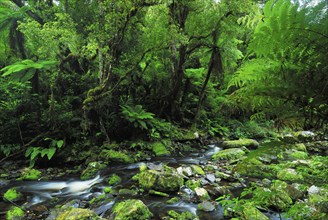 Rainforest, Maclennan River, Catlins Forest Park, Otago, South Island New Zealand, Otago, South