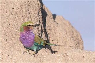 Africa, Botswana, Fork-tailed Roller, Coracias caudatus, Botswana, Africa