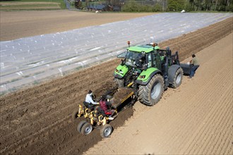 Asparagus farm, asparagus plant, planted in a field, with a planting machine, after a good year the