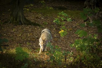 Moritzburg Game Reserve, Moritzburg, Saxony, Germany, Europe