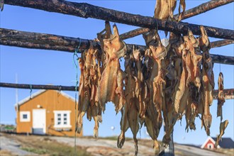 Dried fish, seal meat, whale meat, Inuit settlement, Ittoqqortoormiit, East Greenland, Greenland,