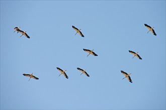 White storks (Ciconia ciconia), large group flying, Algarve, Portugal, Europe