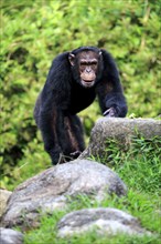 Chimpanzee (Pan troglodytes troglodytes), adult male