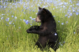 American Black Bear (Ursus americanus), young, flowers, meadow, six months old, Montana, USA, North