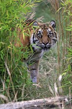 Sumatran tiger (Panthera tigris sumatrae), adult, alert, portrait