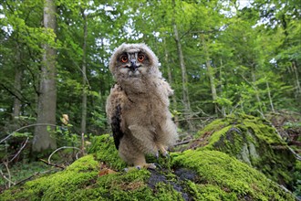 Eurasian Eagle-owl (Bubo bubo), juvenile, subadult, sitting on rocks, attentive, Eifel, Germany,