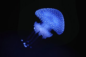 Bioluminescent Jellyfish Phyllorhiza punctata white-spotted jellyfish aka floating bell, Australian