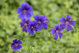 Cranesbill (Geranium), Münsterland, North Rhine-Westphalia, Germany, Europe