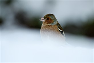 Chaffinch (Fringilla coelebs), male, in the snow, winter feeding, Oberhausen, Ruhr area, North