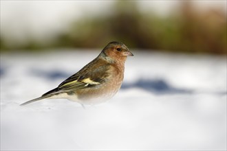 Chaffinch (Fringilla coelebs), male, in the snow, winter feeding, Oberhausen, Ruhr area, North