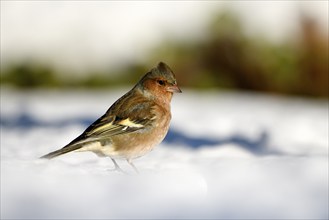 Chaffinch (Fringilla coelebs), male, in the snow, winter feeding, Oberhausen, Ruhr area, North