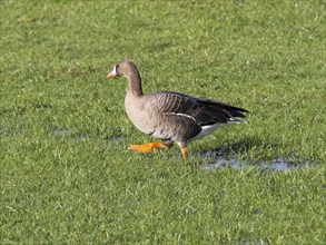 White-fronted goose, (Anser albifrons), single goose standing on a grassy field with patches of