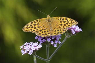 Silver-washed fritillary butterfly (Argynnis paphia) adult insect feeding on a purple garden