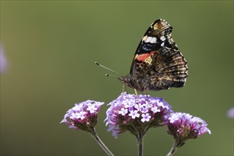 Red admiral butterfly (Vanessa atalanta) adult insect feeding on a purple garden Verbena flower,