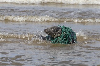 Grey seal (Halichoerus grypus) adult animal in the surf of the sea with netting wrapped around its