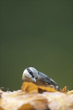 European nuthatch (Sitta europaea) adult bird searching for food in fallen autumn leaves, Wales,