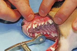 Extraction of a denscaninus, removal of a milk canine Jack Russell Terrier, vet