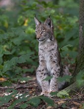 Eurasian lynx (Lynx lynx), young sitting on the forest floor and looking attentively, Germany,